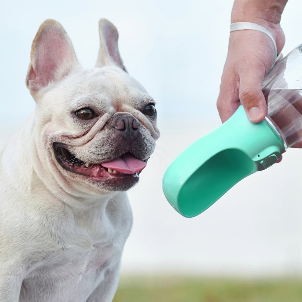 gourde-pour-chien-canigourde-situation-2