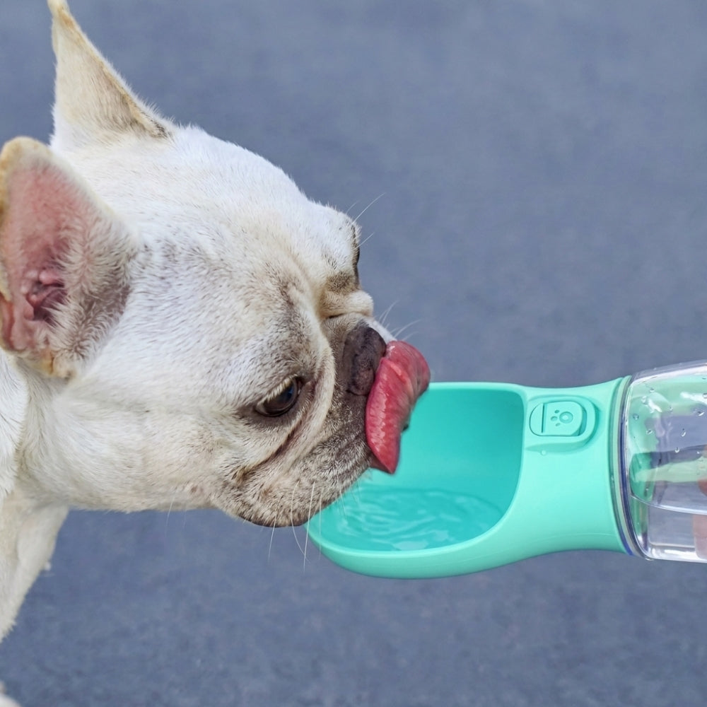 gourde-pour-chien-canigourde-situation-3