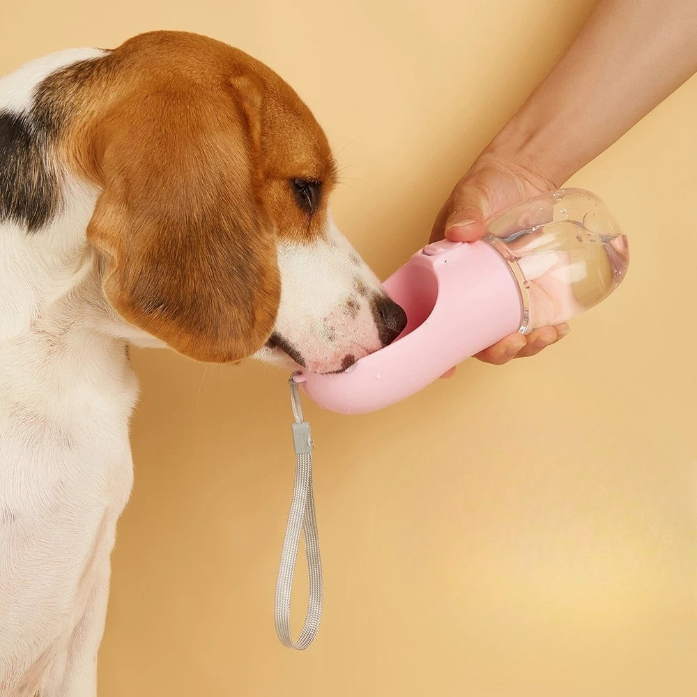 gourde-pour-chien-canigourde-situation-4