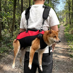 harnais-pour-chien-moto-sentier