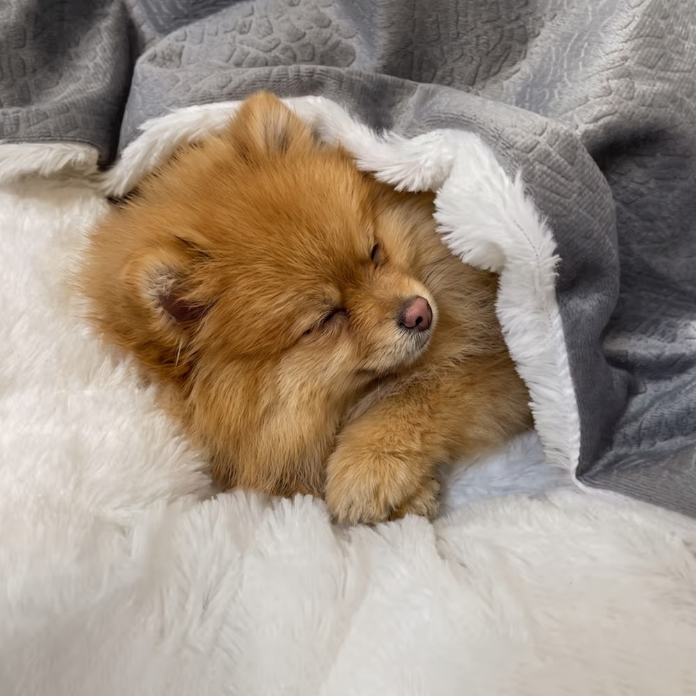 panier-orthopedique-pour-chien-semi-ferme-gris-closeup