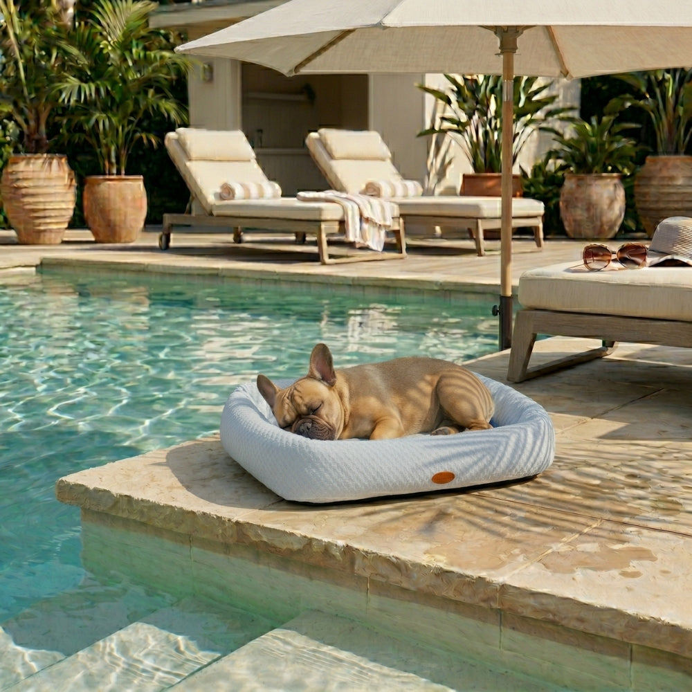 panier-rafraichissant-pour-chien-piscine