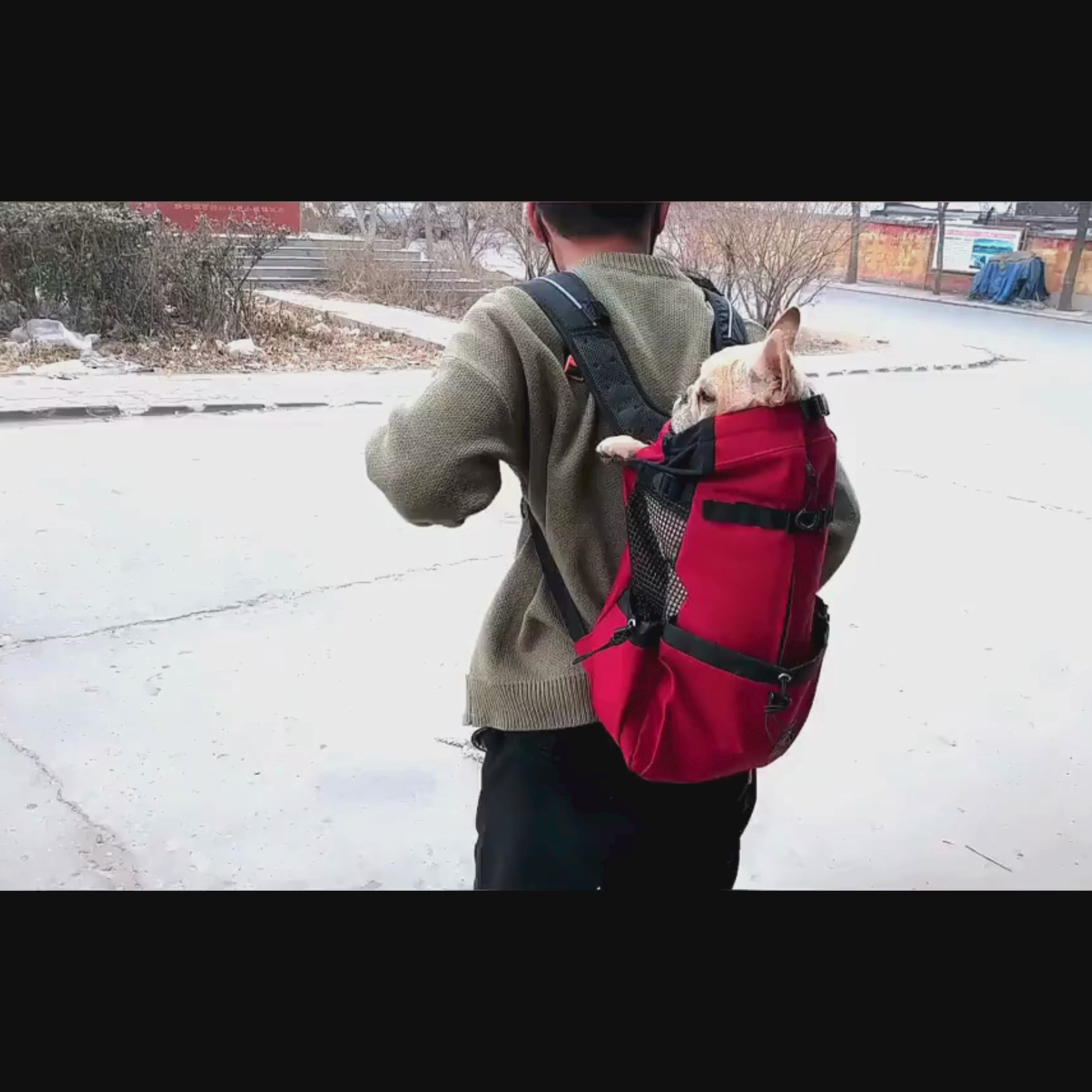video sac transport chien