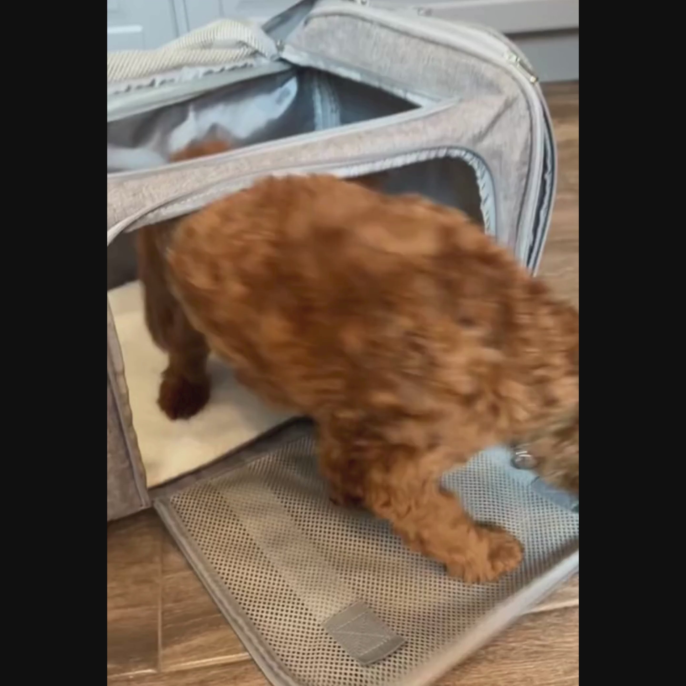 sac-de-transport-pour-chien-bandouliere-3-ouvertures-video