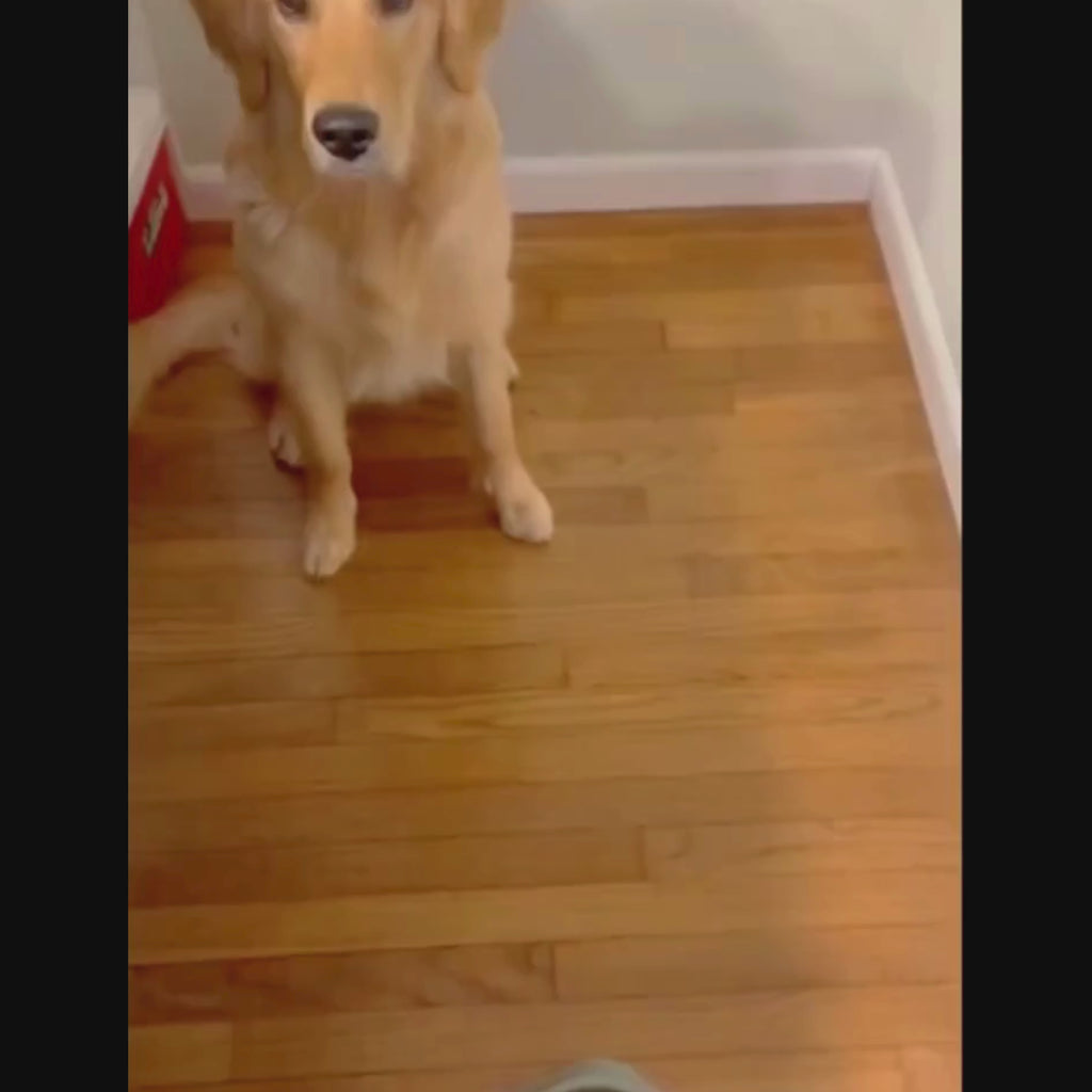 video gamelle anti glouton motif os chien