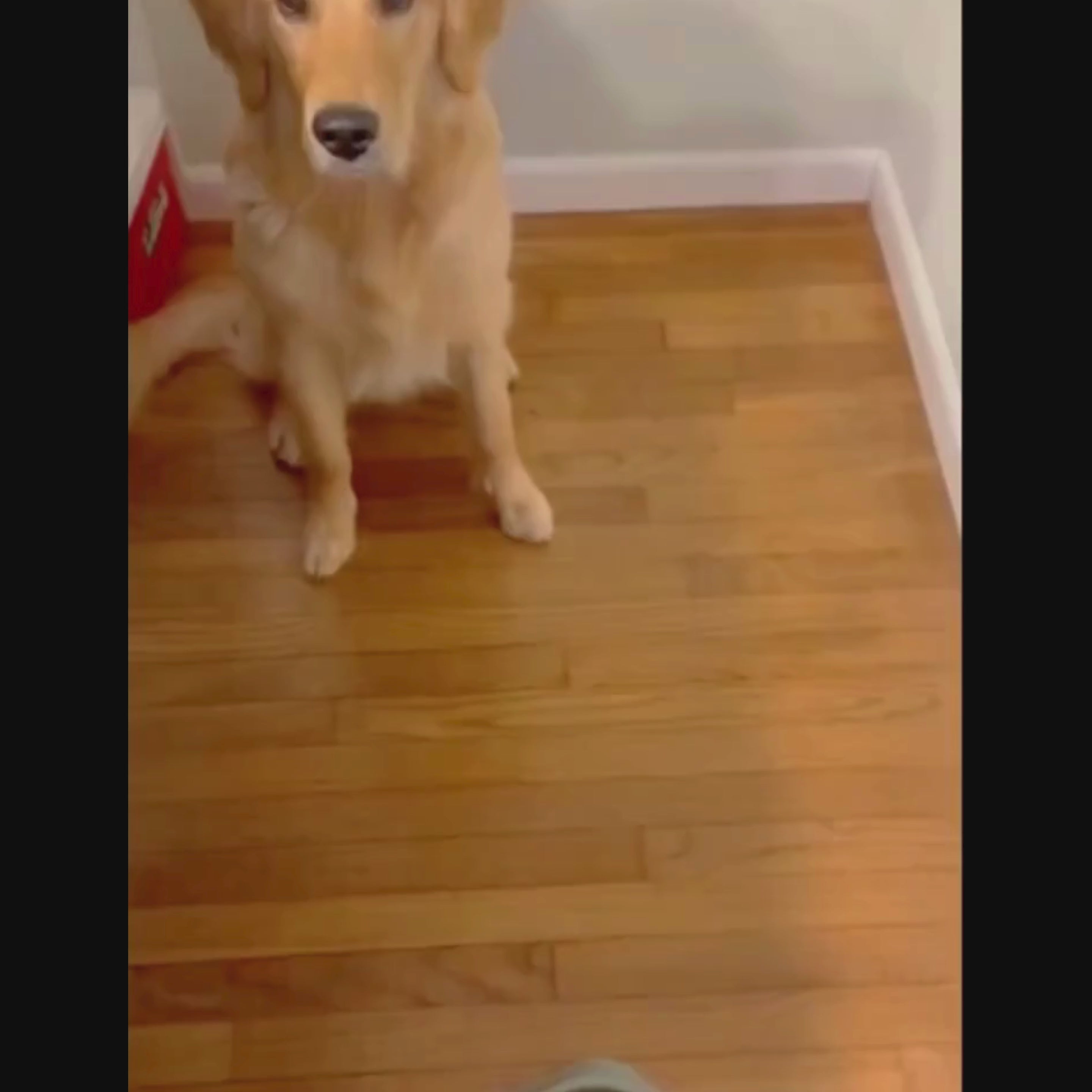 video gamelle anti glouton motif os chien