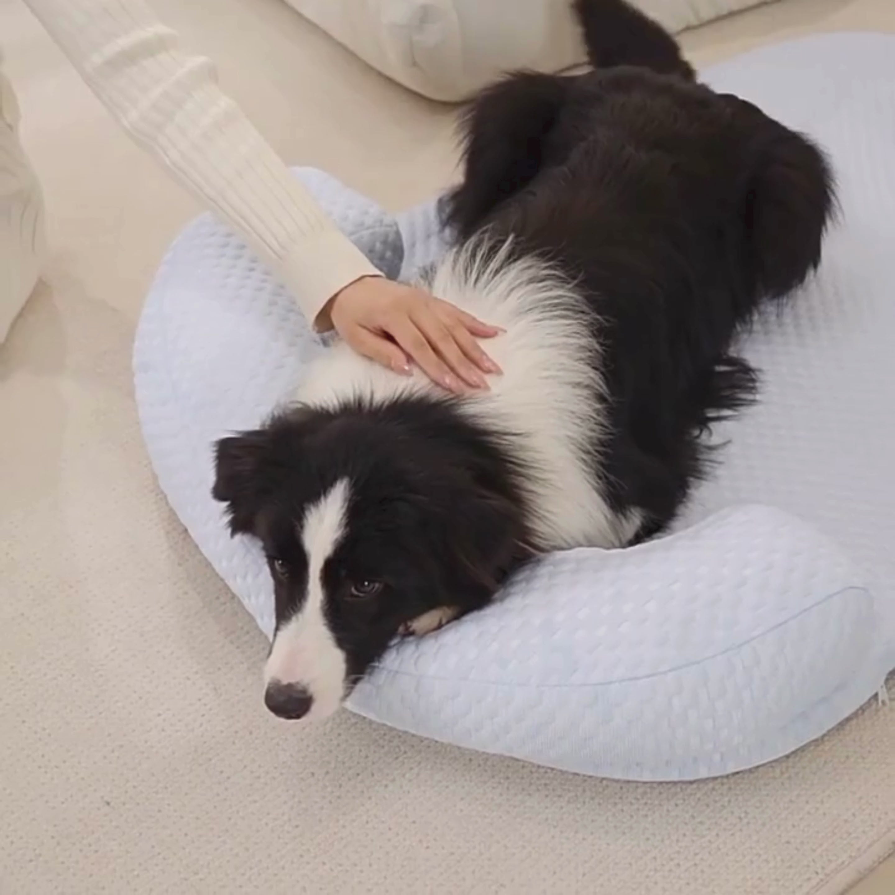 lit-rafraichissant-pour-chien-resistant-aux-morsures-video