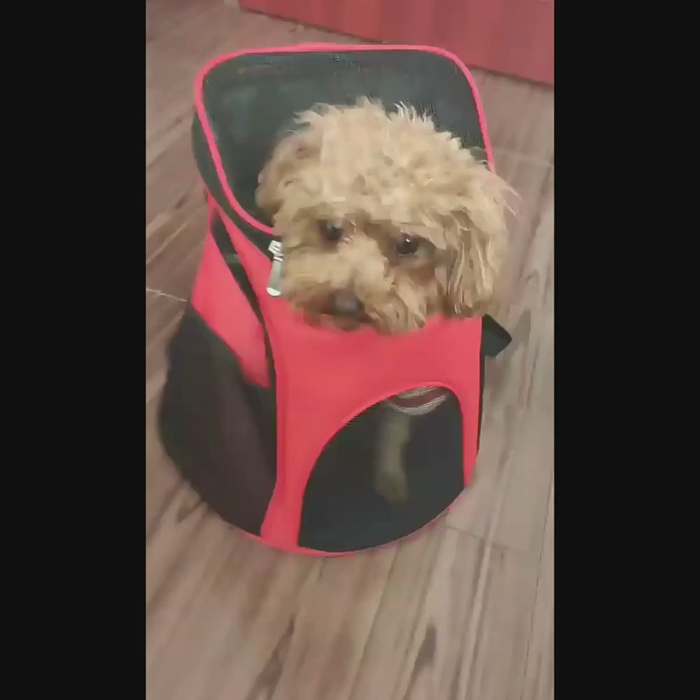 sac a dos rouge chien noir vidéo
