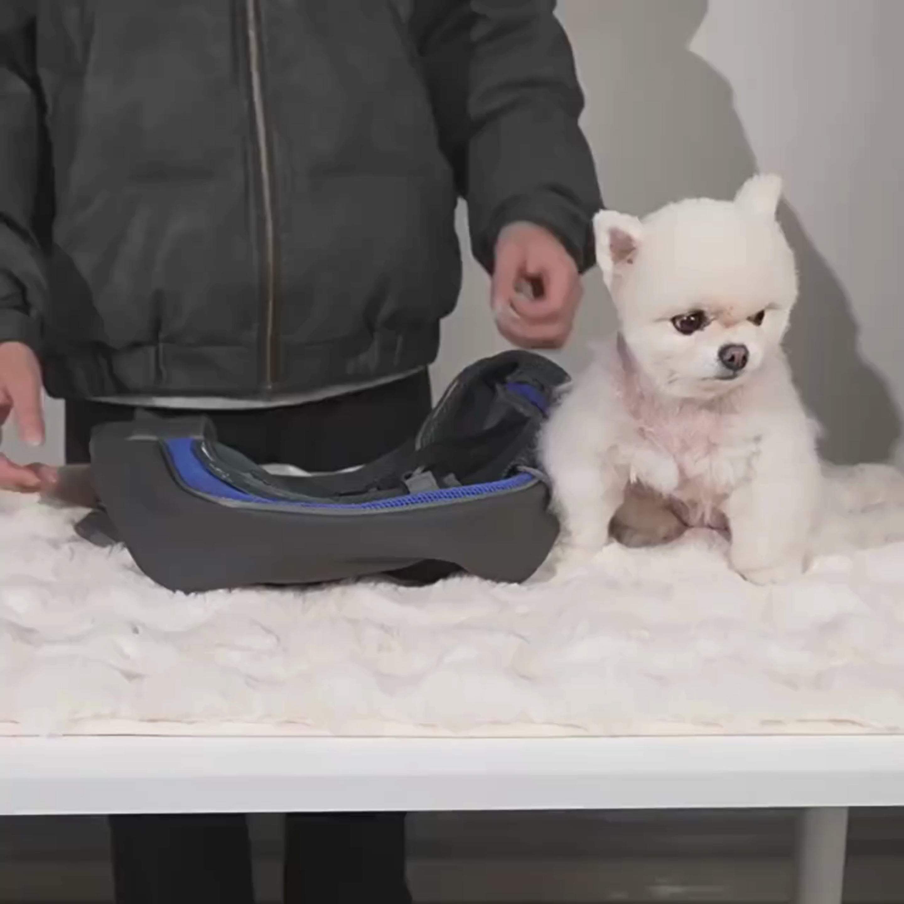 sacoche-de-transport-pour-petit-chien-video